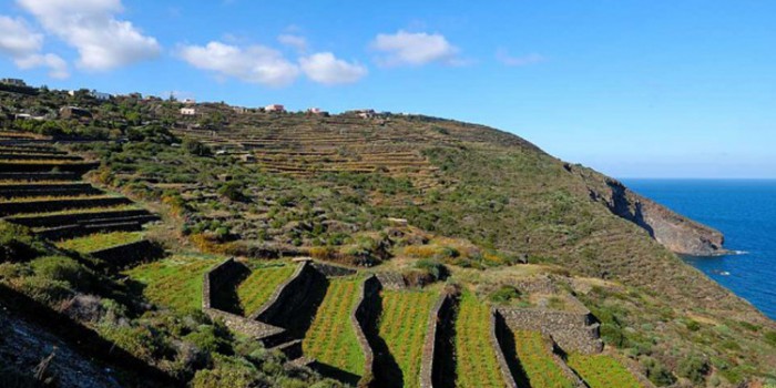 Vite ad Alberello di Pantelleria e Passitaly