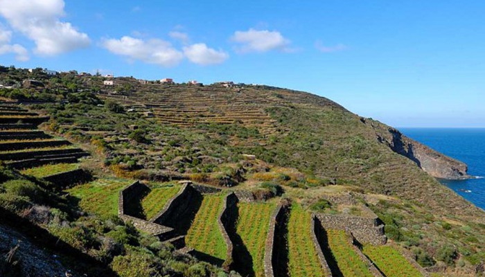 Vite ad Alberello di Pantelleria e Passitaly