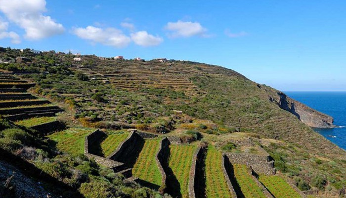 Vite ad Alberello di Pantelleria e Passitaly